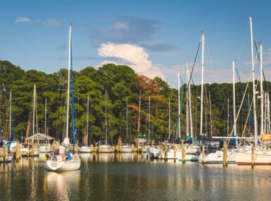 boats in a marina with trees in the background