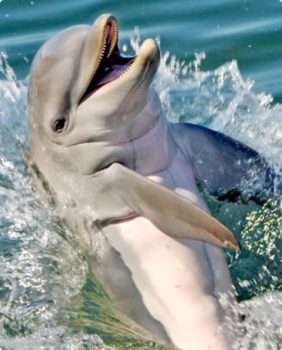 dolphin coming out of water