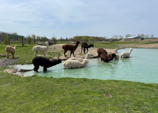 llamas at watering hole