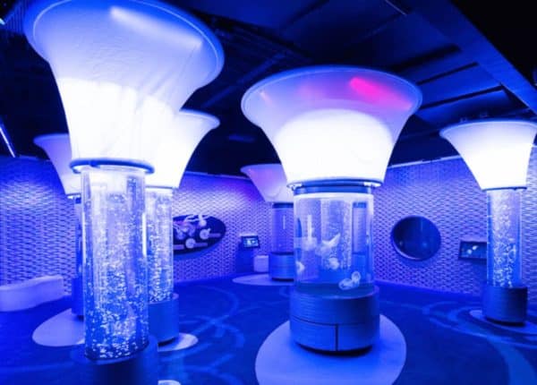 cylinder fish tanks illuminated blue