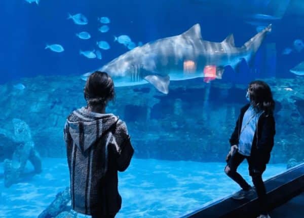 two people looking at shark in tank