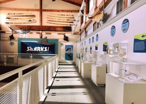 shark museum