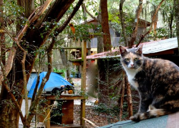 cat in treehouse