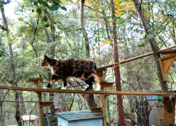 cat walking along plank in woods