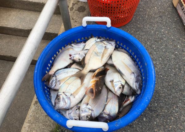 bucket of fish