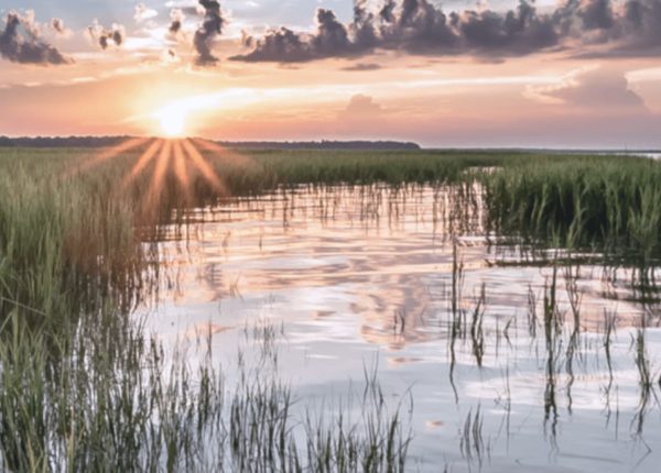 sunset view in a marsh