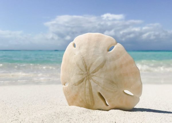 sanddollar on a beach