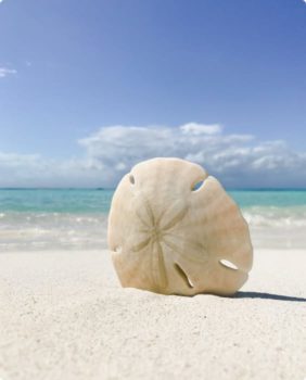 sand dollar on beach