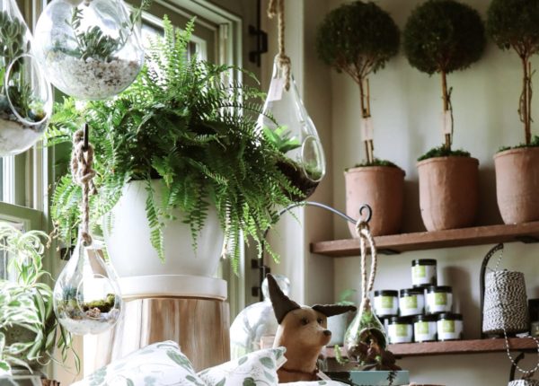 plants hanging in a store