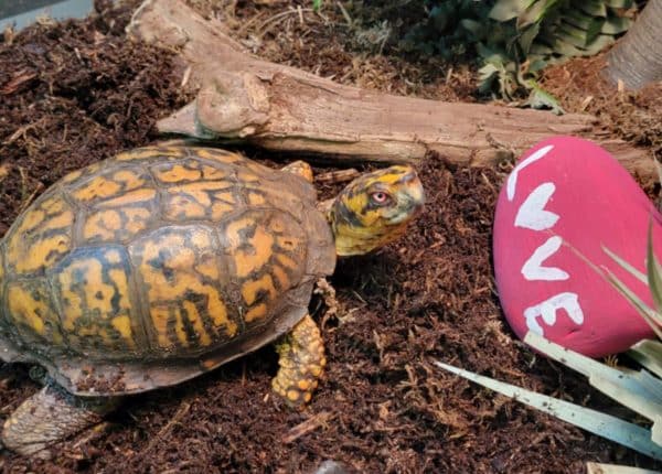 tortoise with pink rock that says love next to it
