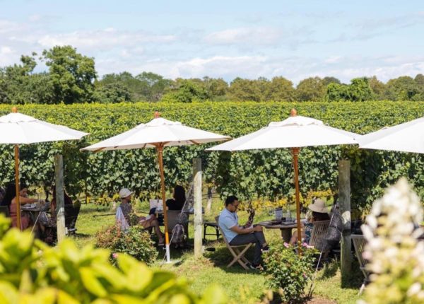 people sitting at tables with umbrellas next to vineyard