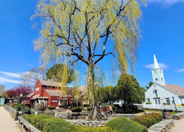 large tree in front of a red barn building and church