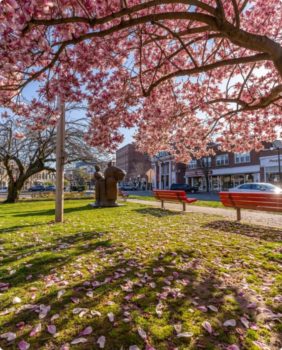 cherry blossom tree with red park benches underneath it